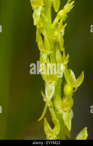 Bog orchid, bog sommatore's-bocca orchidea (Hammarbya paludosa, Malaxis paludosa), infiorescenza, dettaglio, Germania Foto Stock