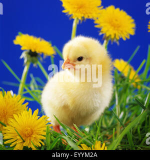 Galli e galline (Gallus gallus f. domestica), chick in un prato di dente di leone Foto Stock