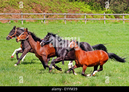 Cavalli domestici (Equus przewalskii f. caballus), cavalli al galoppo alla loro prima volta nel paddock dopo l'inverno, Germania Foto Stock