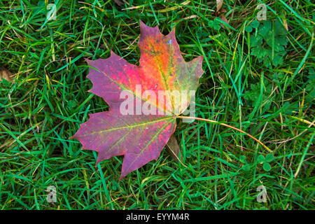 Norvegia (acero Acer platanoides), Autumn Leaf sull'erba, in Germania, in Renania settentrionale-Vestfalia Foto Stock