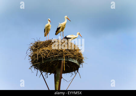 Cicogna bianca (Ciconia ciconia), tre giovani cicogne nel loro nido, Germania, il Land Brandeburgo Foto Stock