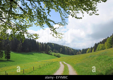 Percorso attraverso la valle di prato e foreste in primavera, in Germania, in Baviera, Alta Baviera, Baviera superiore Foto Stock