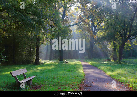 Floodplain sul Reno in autunno, Germania Foto Stock