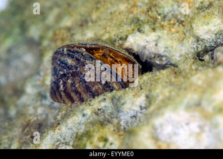 Zebra mussel molti-sagomato, dreissena cozza d'acqua dolce (Dreissena polymorpha), dettaglio, la respirazione e la cloaca sifone Foto Stock