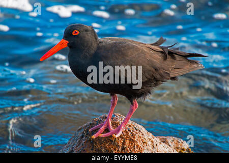 Fuligginosa oystercatcher (Haematopus fuliginosus), Fuligginosa oystercatcher su una pietra nel mare, Australia Australia Occidentale, Cape Leeuwin Foto Stock