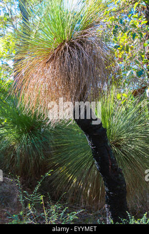 Struttura di erba, Black Boy (Xanthorrhoea spec.), diversi alberi di erba accanto a vicenda, Australia Australia Occidentale, grotta Road Foto Stock