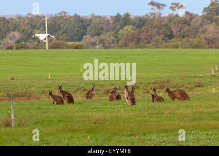 Grigio occidentale Canguro (Macropus fuliginosus), occidentale Canguro grigio su pascolo, Australia Australia Occidentale, Burnside Foto Stock