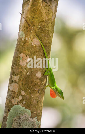 Verde (anole Anolis carolinensis), maschio visualizzando la sua giogaia, STATI UNITI D'AMERICA, Florida, Kissimmee Foto Stock