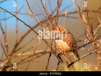 Zebra finch (Poephila guttata, Taeniopygia guttata), su un ramoscello, Australia Australia Occidentale, Tom prezzo Foto Stock