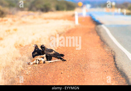 Cuneo-tailed eagle (Aquila audax), cuneo-tailed eagles a abbattuto kangaroo, Australia Australia occidentale, grande autostrada settentrionale Foto Stock