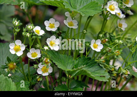 Hybrid fragola, giardino fragola (Fragaria x ananassa, Fragaria ananassa), fioritura, Germania Foto Stock