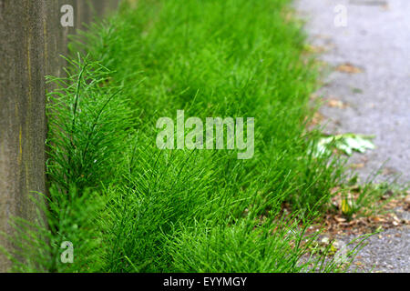 Campo equiseto (Equisetum arvense), in corrispondenza di una parete, in Germania, in Renania settentrionale-Vestfalia Foto Stock