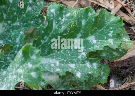 Oidio sulle foglie di zucchine Foto Stock