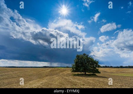 Sole e pioggia su un campo paesaggio con albero singolo, Germania, Brandeburgo, Templin Foto Stock