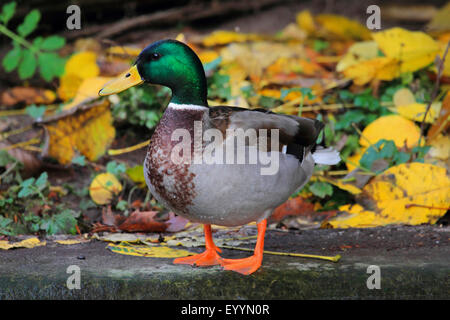 Il germano reale (Anas platyrhynchos), Drake su una parete, Germania Foto Stock