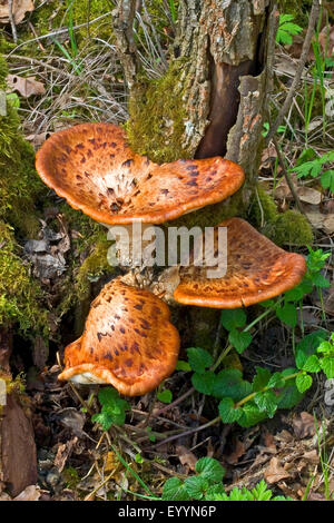 Dryad la sella, fagiano indietro (fungo Polyporus squamosus), di corpi fruttiferi in un vecchio, morendo castagno, insieme con l'inglese ivy, Germania Foto Stock