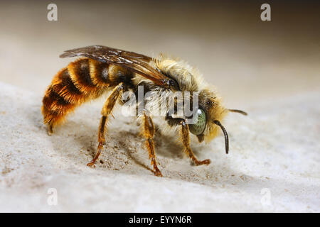 Mason bee (Osmia rufohirta), sul terreno, Germania Foto Stock