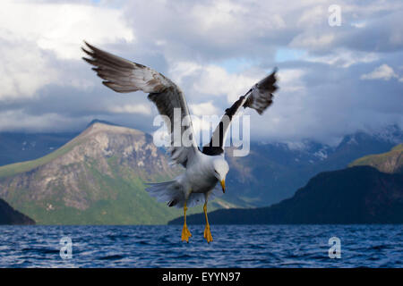 Maggiore nero-backed gull (Larus marinus), in volo nella parte anteriore del paesaggio della costa, Norvegia, Romsdalsfjord Foto Stock