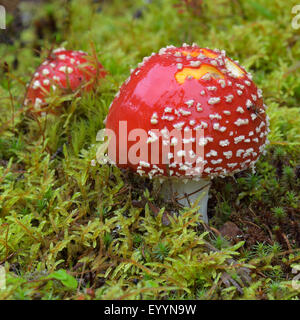 Fly agaric (amanita muscaria), due corpi fruttiferi in MOSS, Finlandia Foto Stock