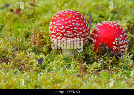 Fly agaric (amanita muscaria), due fly agarics in MOSS, Finlandia Foto Stock