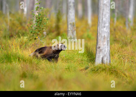 Wolverine (Gulo gulo), nel suo habitat, Finlandia Foto Stock