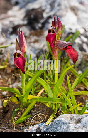 Linguetta orchidea (Serapias lingua), fioritura Foto Stock