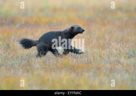 Wolverine (Gulo gulo), in un finlandese highmoor, Finlandia Foto Stock