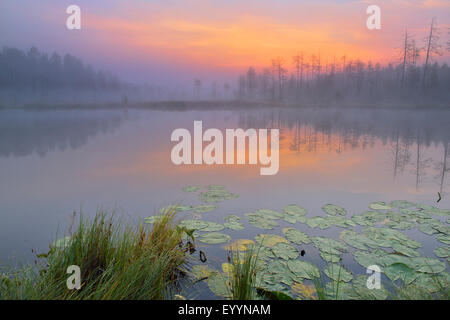 Atmosfera mattutina presso un lago, Finlandia Foto Stock