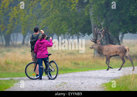 Il cervo (Cervus elaphus), i visitatori di scattare una foto di un cervo con le loro foto mobili, Danimarca Foto Stock