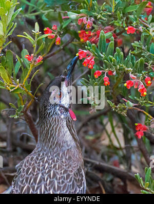 Graticcio rosso uccello (Anthochaera carunculata), sull'alimentazione, Australia, Australia occidentale Foto Stock