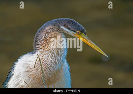 Australian darter (Anhinga novaehollandiae), ritratto di profilo, Australia, Australia occidentale Foto Stock