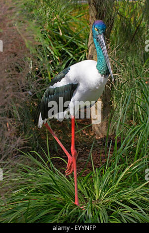 Nero-colli (Stork Ephippiorhynchus asiaticus), femmina sulla riva, Australia Australia Occidentale Foto Stock