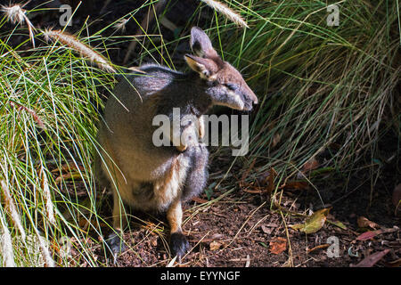 Tammar wallaby, dama wallaby (Macropus eugenii), si prende cura della sua pelliccia, Australia, Australia occidentale Foto Stock