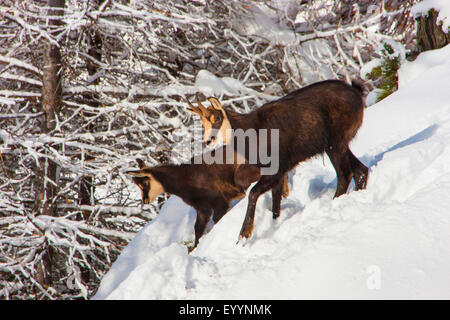 Il camoscio (Rupicapra rupicapra), camoscio con il suo bambino in una montagna innevata forest, Svizzera Vallese, Riederalp Foto Stock