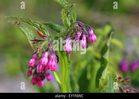 Comfrey comune (Symphytum officinale), Blossom, Paesi Bassi, Frisia Foto Stock