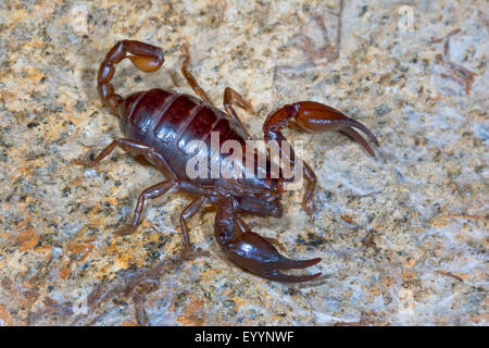 Tedesco (Scorpione Euscorpius Germano), su una pietra, Svizzera Foto Stock