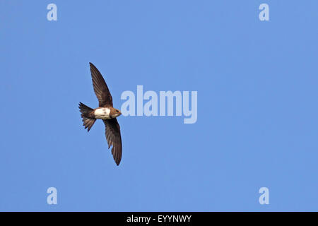 Alpine swift (Apus melba, Tachymarptis melba), volare, Bulgaria, Kaliakra Foto Stock