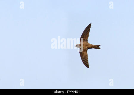 Alpine swift (Apus melba, Tachymarptis melba), volare, Bulgaria, Kaliakra Foto Stock