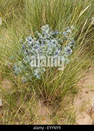 Una chiusura del Eryngium su una duna erbosa su una spiaggia di Norfolk, Inghilterra Foto Stock
