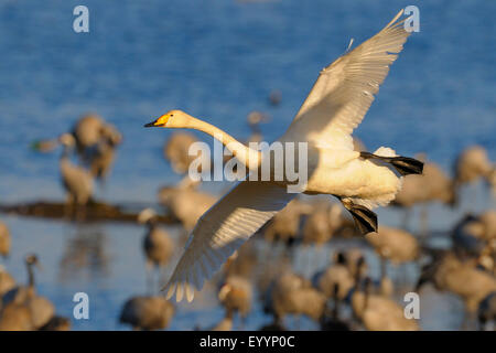 Whooper swan (Cygnus Cygnus), in volo su un gruppo di gru a riposo, Svezia, Lago Hornborga Foto Stock