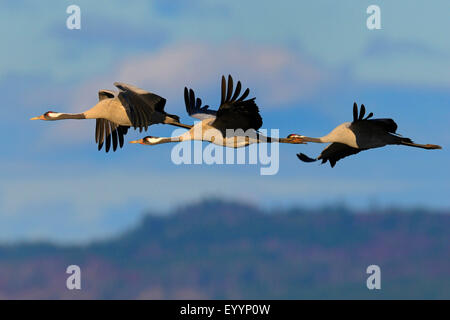 Comune, Gru Gru eurasiatica (grus grus), gruppo in volo con il paesaggio nella luce della sera, Svezia, Lago Hornborga Foto Stock