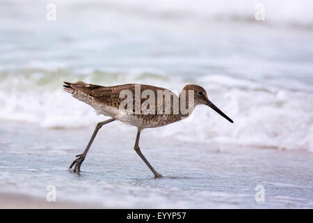 Willet (Catoptrophorus semipalmatus), sui mangimi nel surf, STATI UNITI D'AMERICA, Florida, Westkueste, Tampa Foto Stock