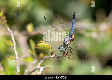 Blu (dasher Pachydiplax longipennis), maschio sul suo outlook, STATI UNITI D'AMERICA, Florida, Kissimmee Foto Stock