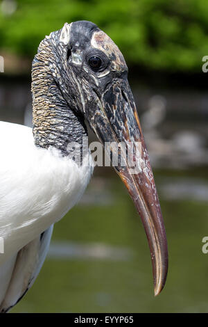 American wood ibis (Mycteria americana), ritratto, STATI UNITI D'AMERICA, Florida, Kissimmee Foto Stock
