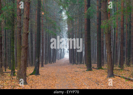 Vicolo di foresta in autunno mattinata nebbiosa Foto Stock