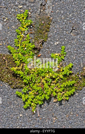 Smooth rupturewort, burstwort liscia (Herniaria glabra), su un marciapiede, Germania Foto Stock