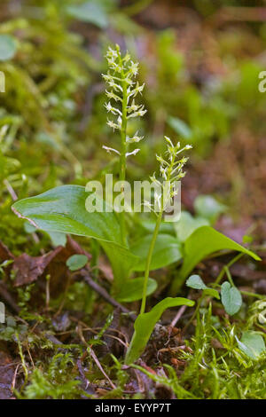 Single-lasciava bog orchid, One-lasciava malaxis, Bianco del sommatore-bocca (Malaxis monophyllos, Microstylis monophyllos, monophylla bergonii, Achroanthes monophylla), due fioritura Single-lasciava bog orchidee, Germania Foto Stock