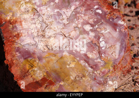 Legno pietrificato, STATI UNITI D'AMERICA, Arizona, Parco Nazionale della Foresta Pietrificata Foto Stock