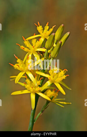 Bog asphodel (Narthecium ossifragum), infiorescenza, Germania Foto Stock