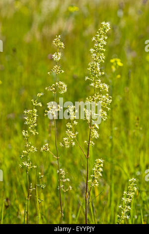 Spagnolo (catchfly Silene otiti, otiti Cucubalus), fioritura, Germania Foto Stock